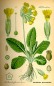 Preview: Schlüsselblumen Blüten bio